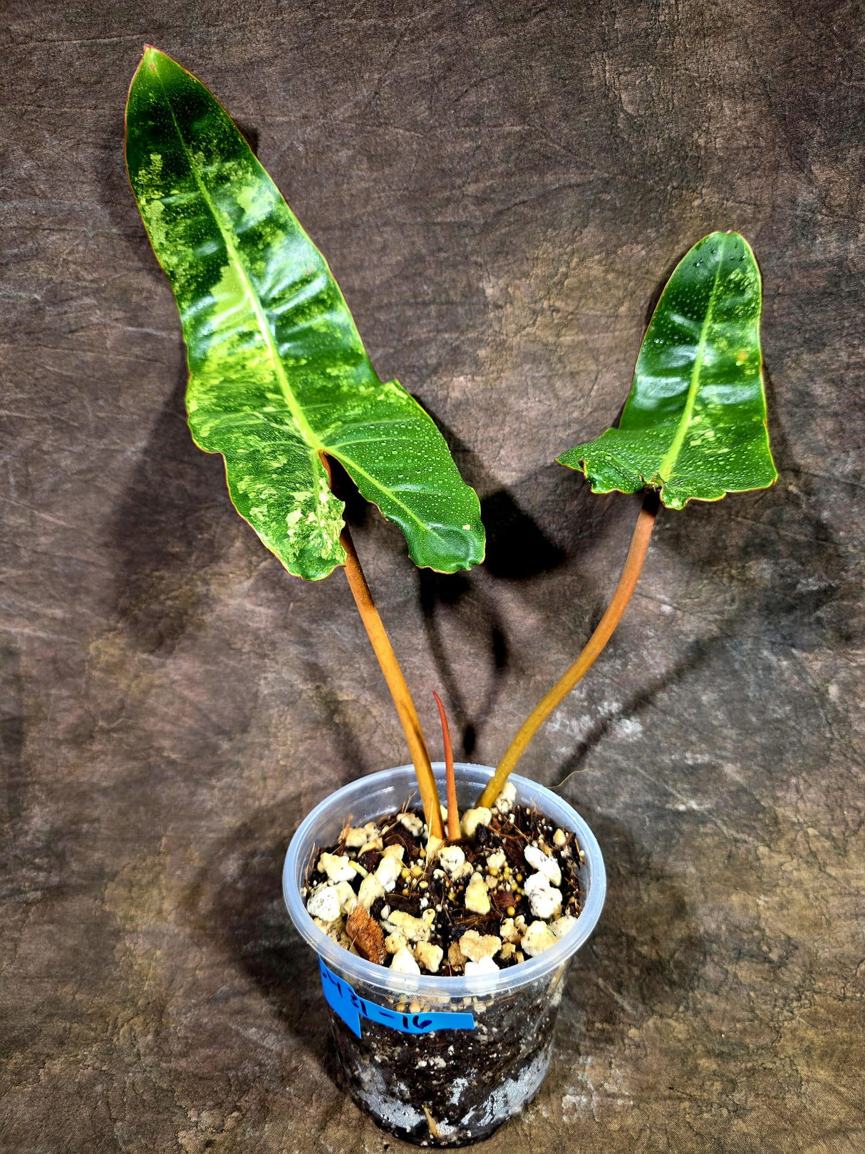 Super Rare Billietiae Variegated - Philodendron Variegated Billietiae Pot - (July-31-16)