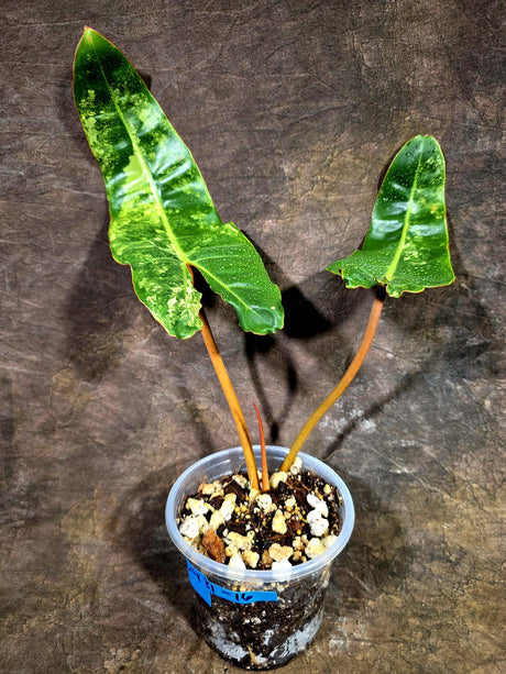 Super Rare Billietiae Variegated - Philodendron Variegated Billietiae Pot - (July-31-16)