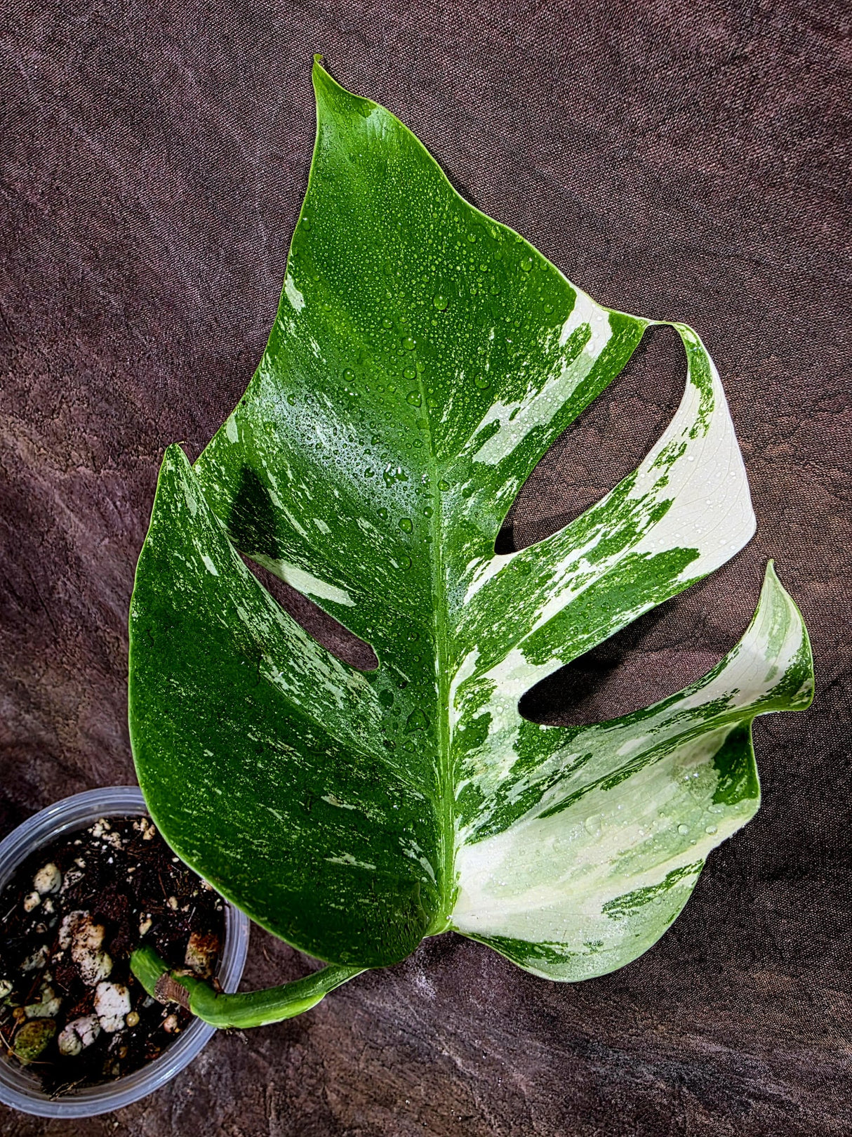High Variegated Monstera Albo - Rare EXACT Plant - (July-31-17)