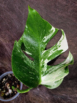 High Variegated Monstera Albo - Rare EXACT Plant - (July-31-17)