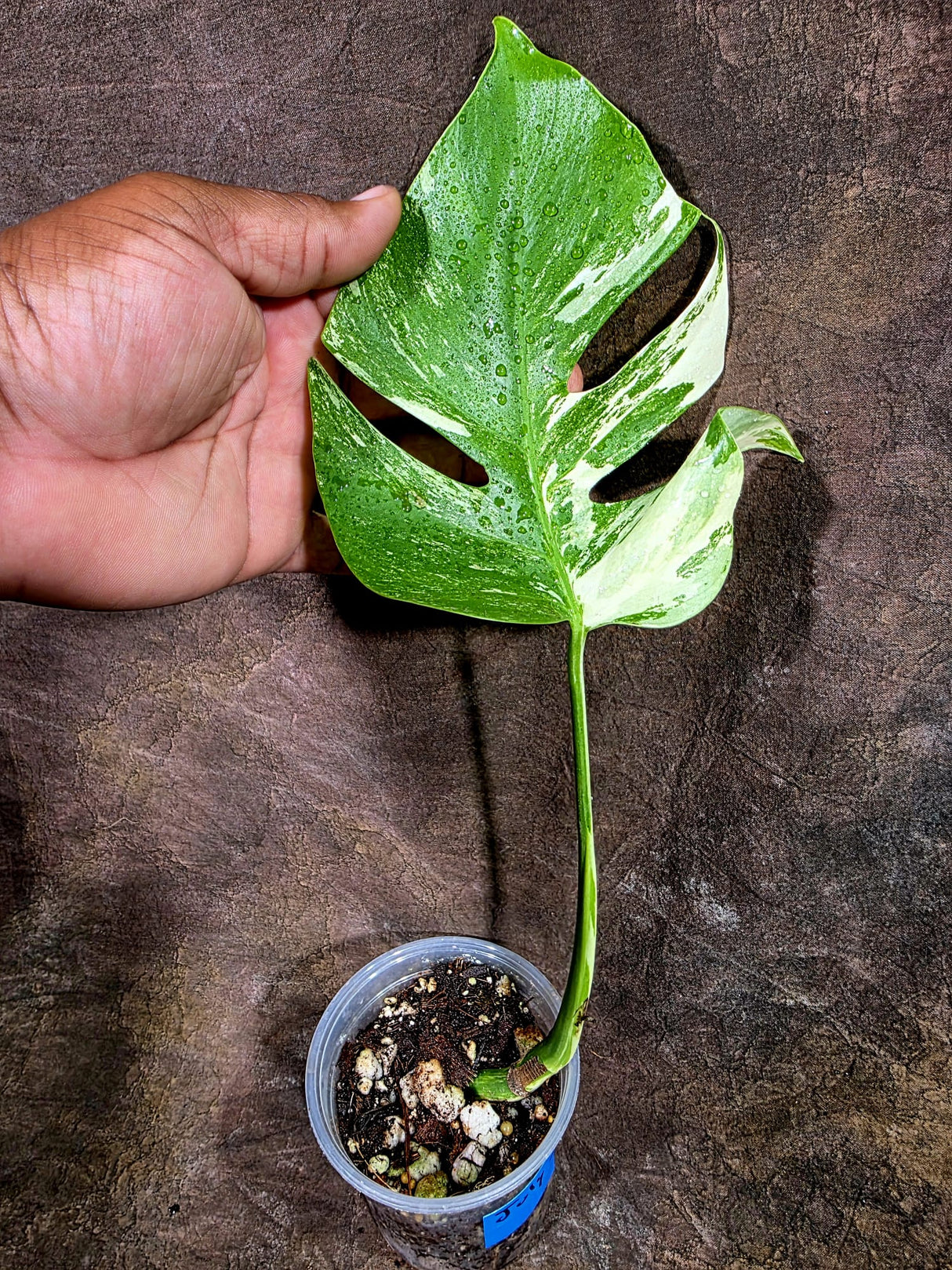 High Variegated Monstera Albo - Rare EXACT Plant - (July-31-17)