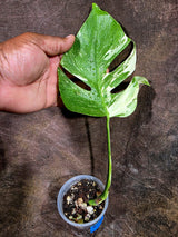 High Variegated Monstera Albo - Rare EXACT Plant - (July-31-17)