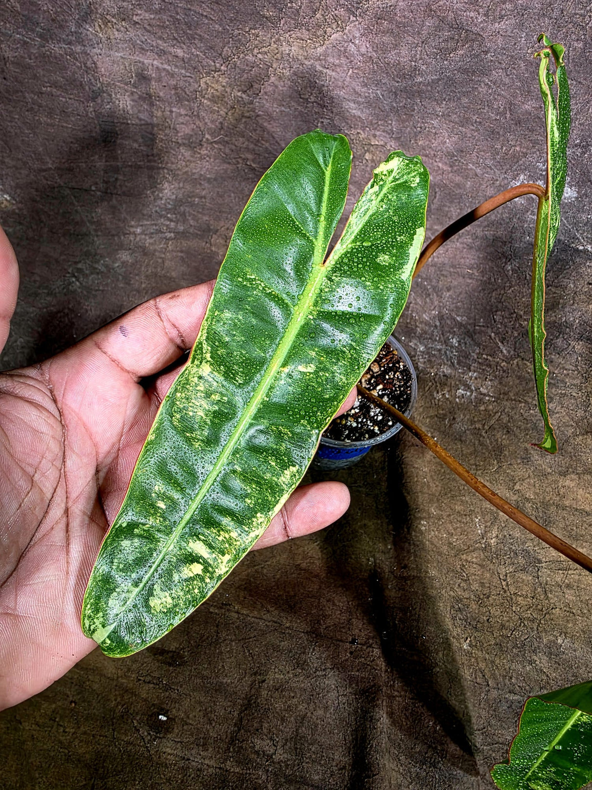 Super Rare Billietiae Variegated - Philodendron Variegated Billietiae Pot - (July-31-18)