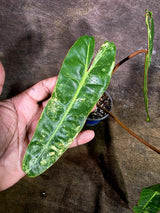 Super Rare Billietiae Variegated - Philodendron Variegated Billietiae Pot - (July-31-18)