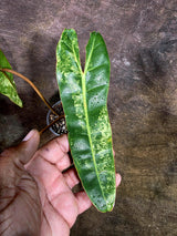 Super Rare Billietiae Variegated - Philodendron Variegated Billietiae Pot - (July-31-18)