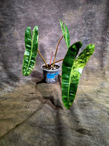 Super Rare Billietiae Variegated - Philodendron Variegated Billietiae Pot - (July-31-18)
