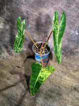 Super Rare Billietiae Variegated - Philodendron Variegated Billietiae Pot - (July-31-18)