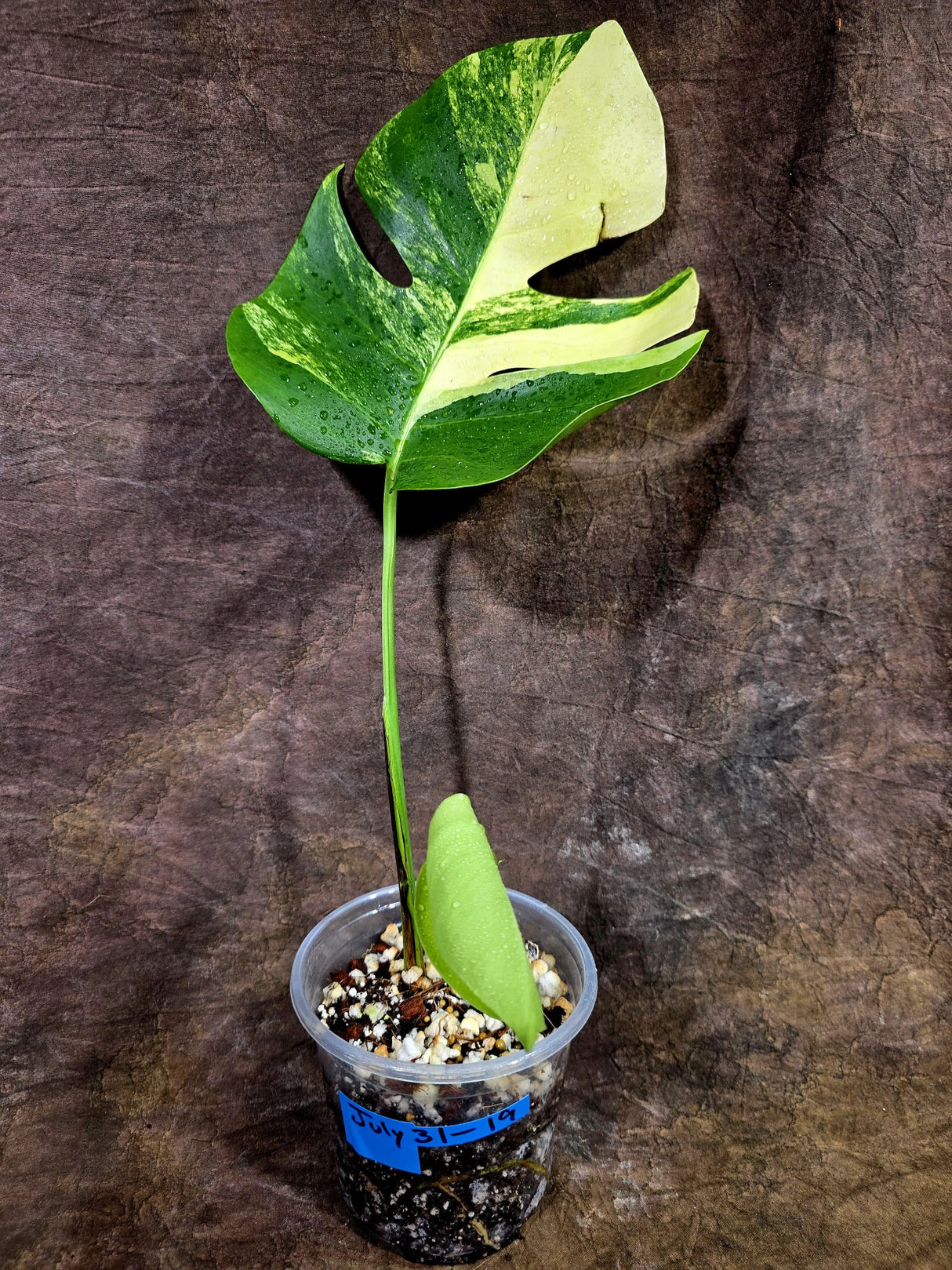 Monstera Aurea Variegated Borsigiana - Monstera Aurea - (July-31-19)