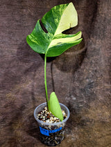 Monstera Aurea Variegated Borsigiana - Monstera Aurea - (July-31-19)