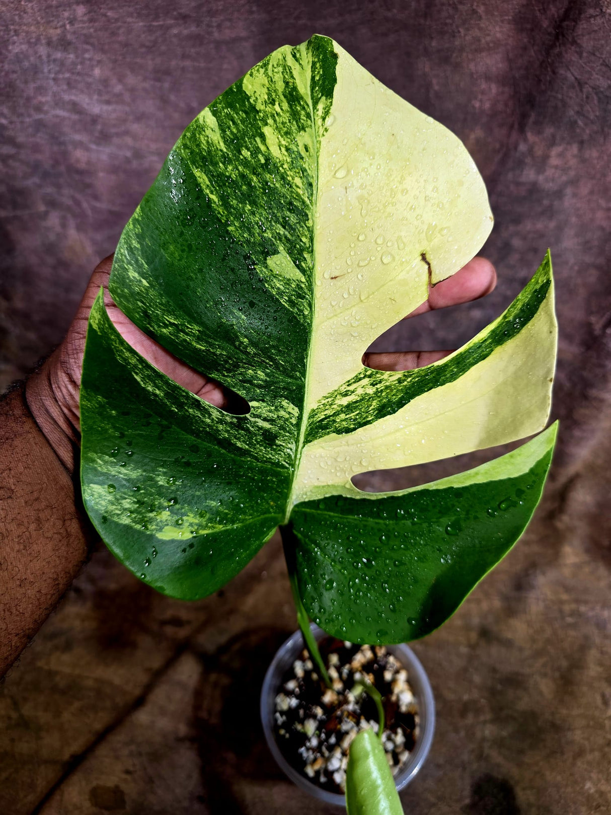 Monstera Aurea Variegated Borsigiana - Monstera Aurea - (July-31-19)