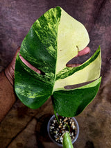 Monstera Aurea Variegated Borsigiana - Monstera Aurea - (July-31-19)