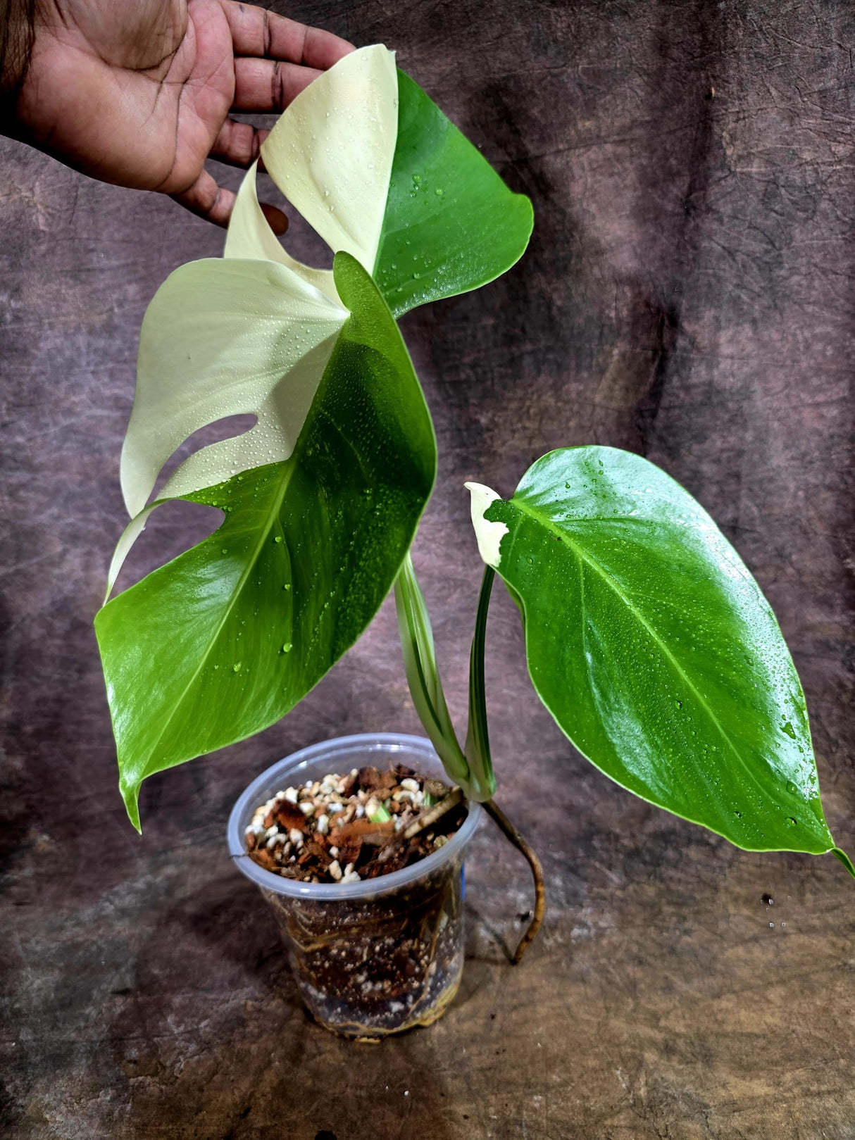 High Variegated Monstera Albo - Rare EXACT Plant - (July-31-20)