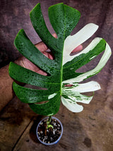 High Variegated Monstera Albo - Rare EXACT Plant - (July-31-22)
