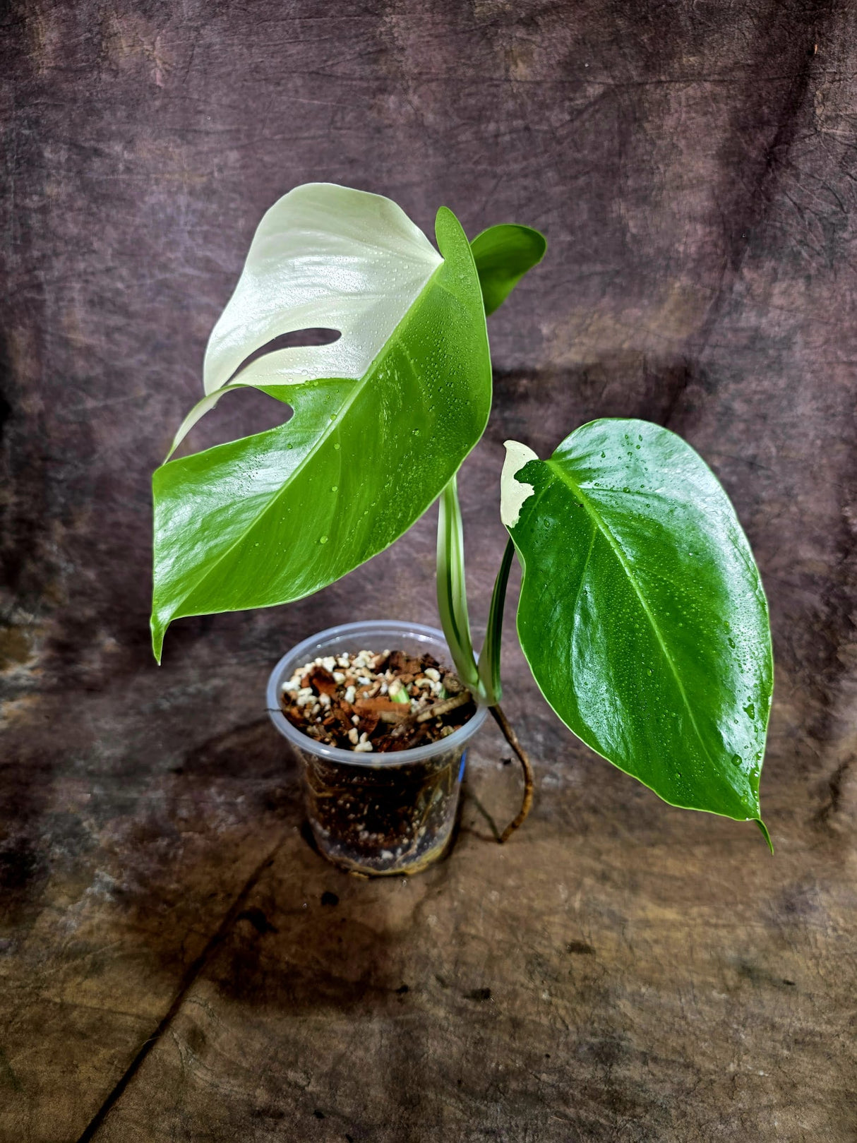 High Variegated Monstera Albo - Rare EXACT Plant - (July-31-20)