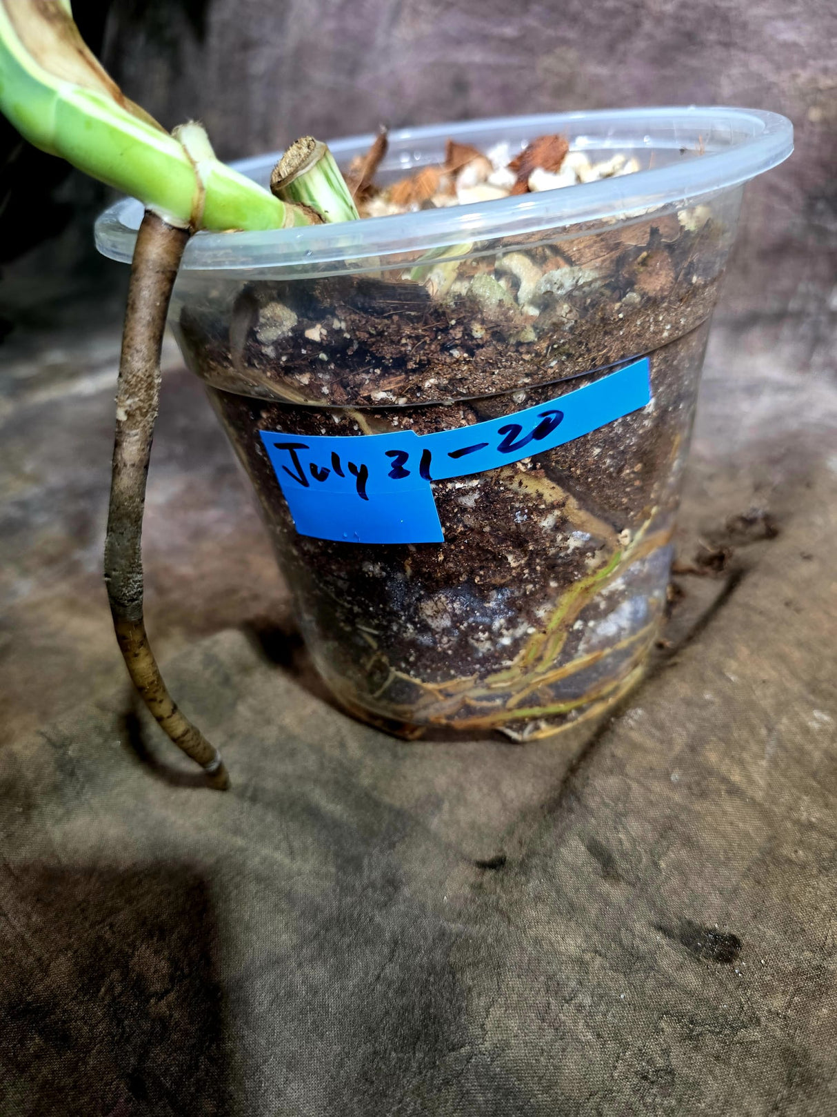 High Variegated Monstera Albo - Rare EXACT Plant - (July-31-20)