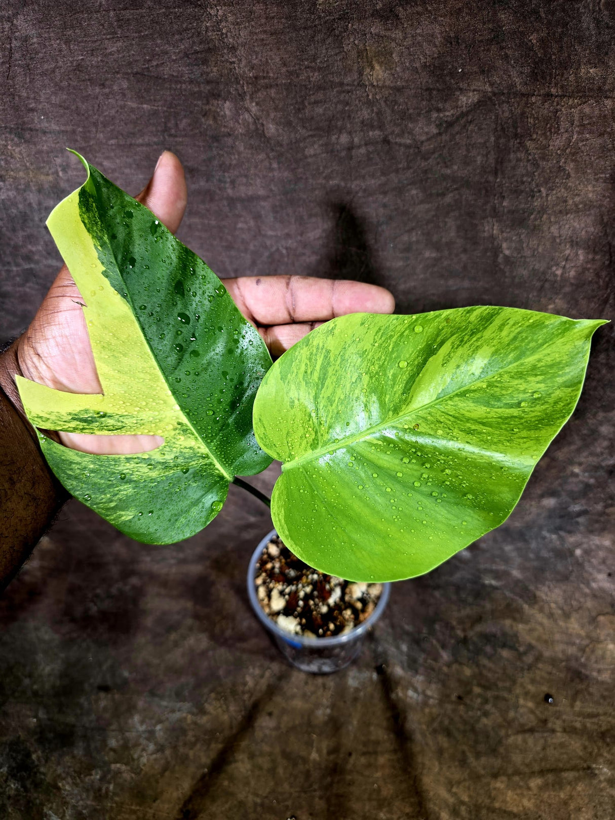 Monstera Aurea Variegated Borsigiana - Monstera Aurea - (July-31-21)