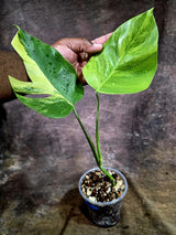Monstera Aurea Variegated Borsigiana - Monstera Aurea - (July-31-21)