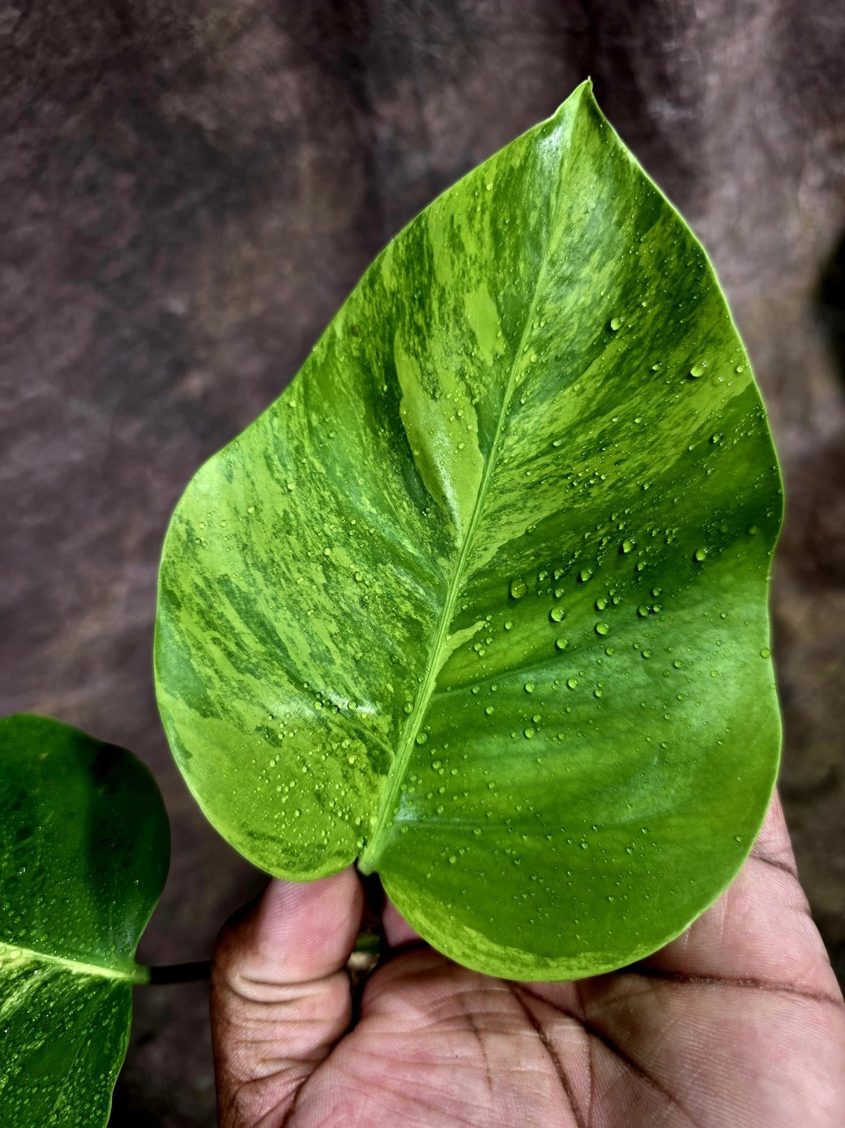 Monstera Aurea Variegated Borsigiana - Monstera Aurea - (July-31-21)