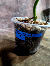 Monstera Aurea Variegated Borsigiana - Monstera Aurea - (July-31-21)