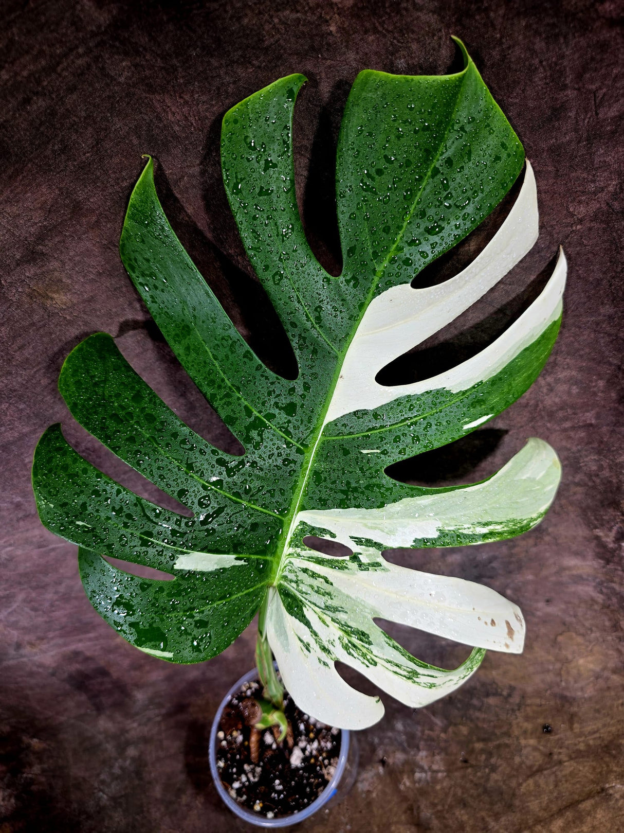 High Variegated Monstera Albo - Rare EXACT Plant - (July-31-22)