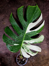 High Variegated Monstera Albo - Rare EXACT Plant - (July-31-22)