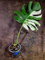 High Variegated Monstera Albo - Rare EXACT Plant - (July-31-22)