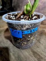 High Variegated Monstera Albo - Rare EXACT Plant - (July-31-22)