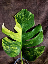 Monstera Aurea Variegated Borsigiana - Monstera Aurea - (July-31-23)