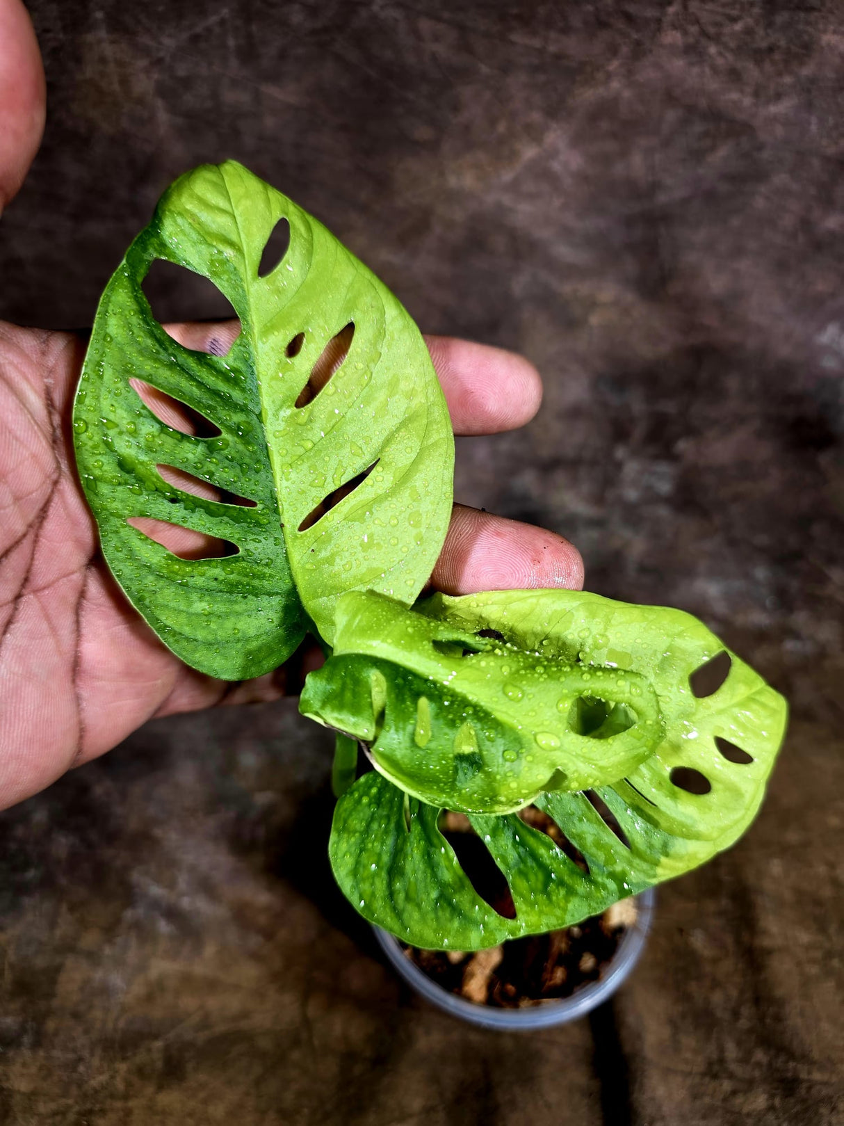 Monstera Adansonii Aurea Variegated - Exact Plant - (July-31-25)
