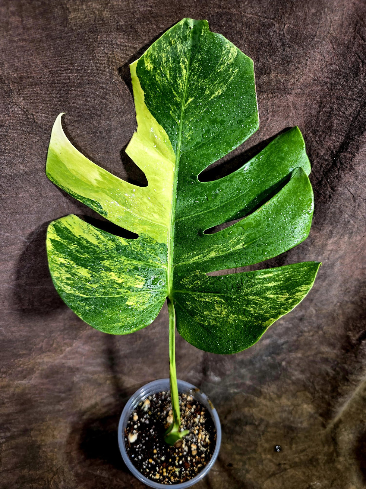 Monstera Aurea Variegated Borsigiana - Monstera Aurea - (July-31-23)