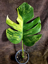 Monstera Aurea Variegated Borsigiana - Monstera Aurea - (July-31-23)