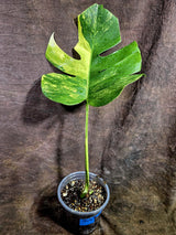 Monstera Aurea Variegated Borsigiana - Monstera Aurea - (July-31-23)