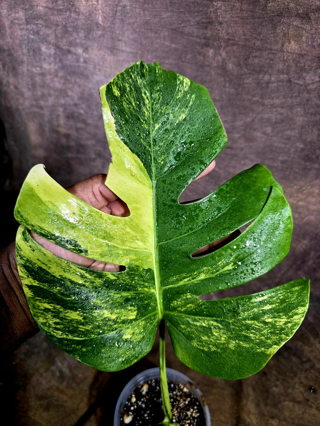Monstera Aurea Variegated Borsigiana - Monstera Aurea - (July-31-23)