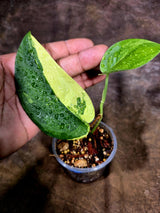 Scindapsus Jade Satin Variegated - Yellow Variegation - (July-31-24)