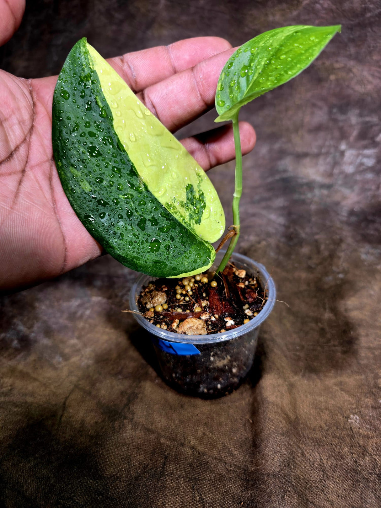 Scindapsus Jade Satin Variegated - Yellow Variegation - (July-31-24)