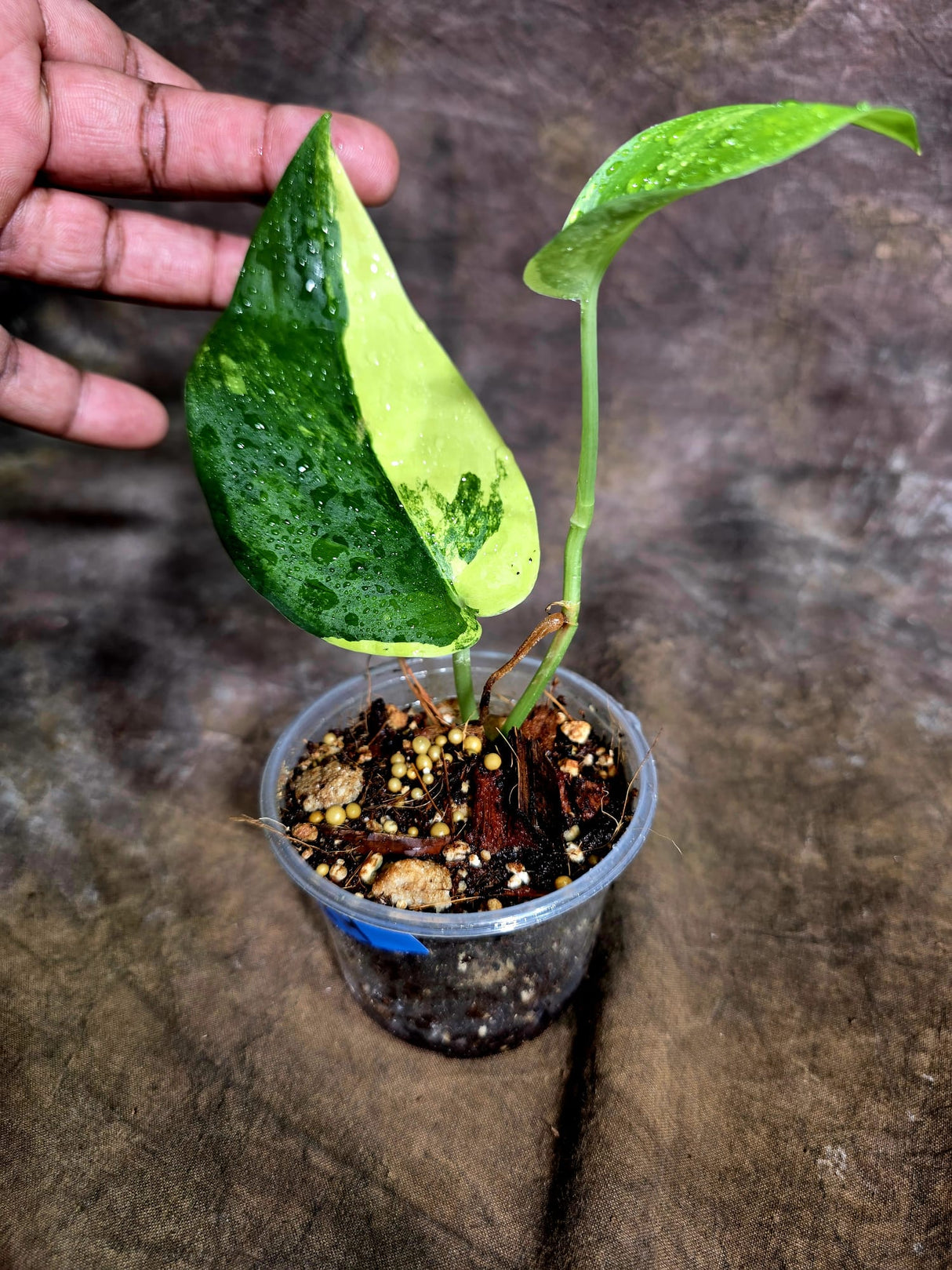 Scindapsus Jade Satin Variegated - Yellow Variegation - (July-31-24)