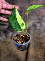 Scindapsus Jade Satin Variegated - Yellow Variegation - (July-31-24)