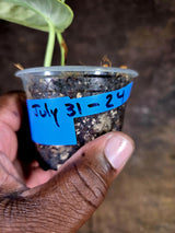 Scindapsus Jade Satin Variegated - Yellow Variegation - (July-31-24)