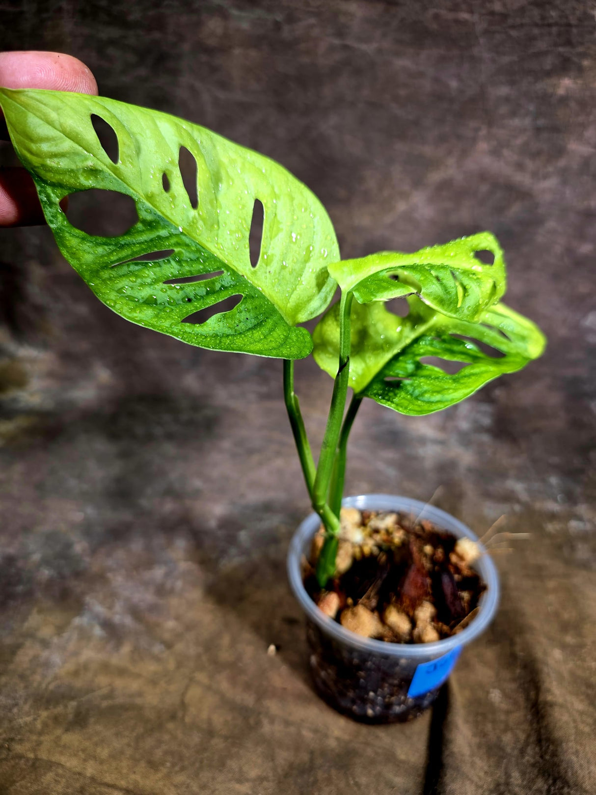 Monstera Adansonii Aurea Variegated - Exact Plant - (July-31-25)