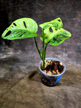 Monstera Adansonii Aurea Variegated - Exact Plant - (July-31-25)