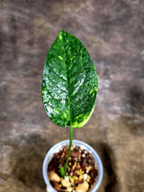Rare Variegated Golden Flame Epipremnum Pinnatum – Exact Plant – (July-31-28)