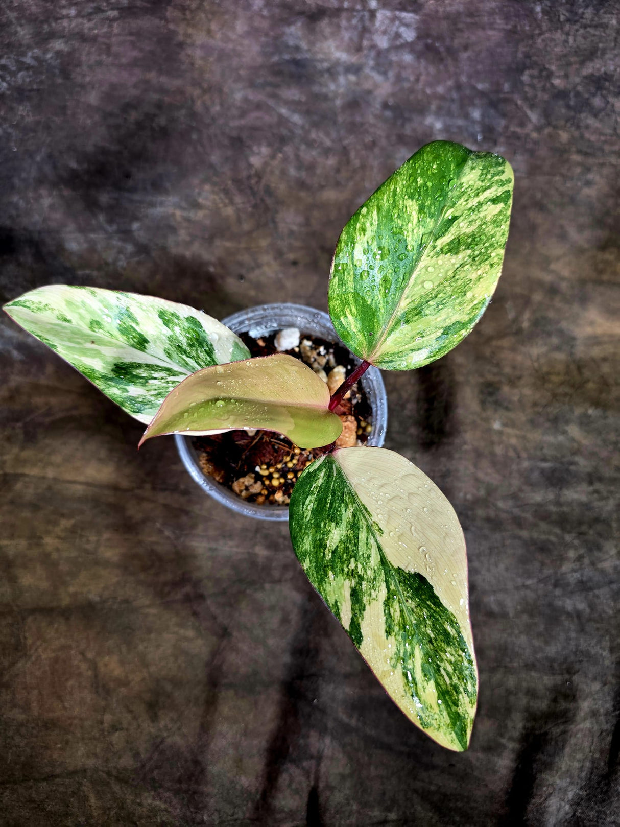 Variegated Philodendron Strawberry Shake - EXACT Plant - (July-31-26)