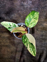 Variegated Philodendron Strawberry Shake - EXACT Plant - (July-31-26)