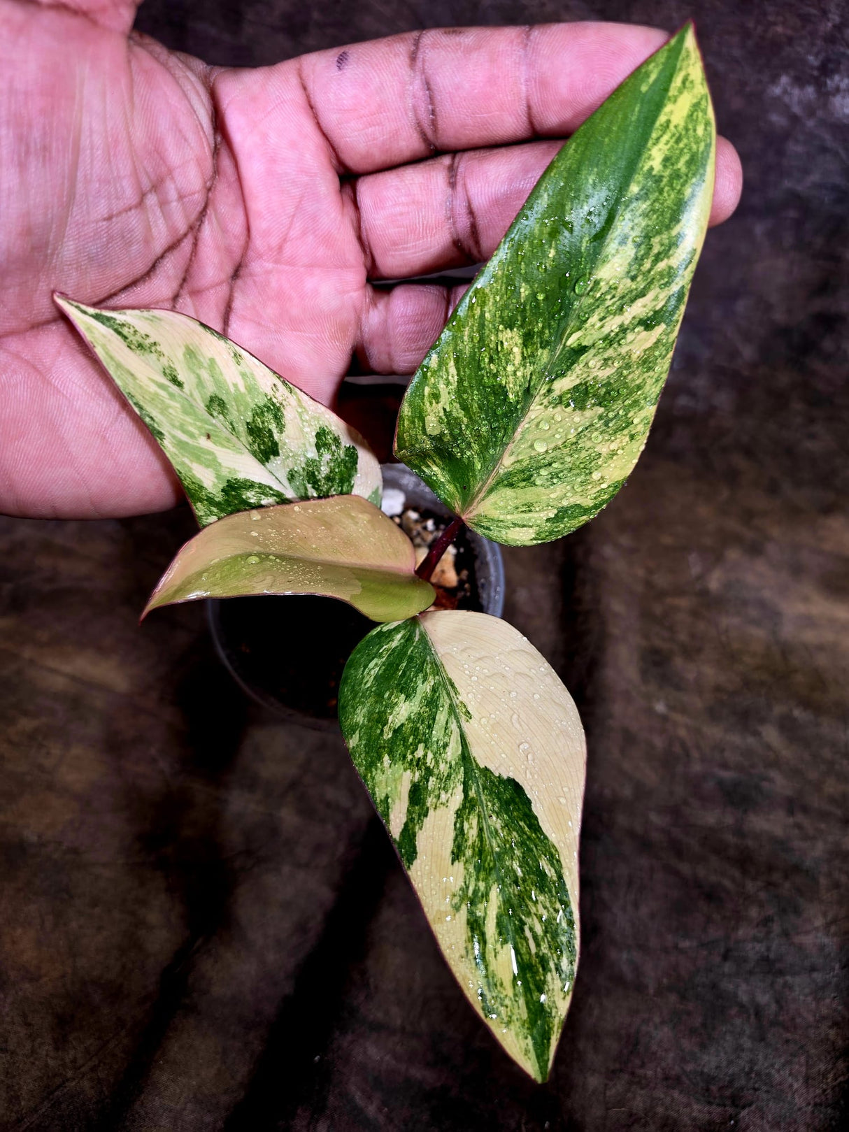 Variegated Philodendron Strawberry Shake - EXACT Plant - (July-31-26)