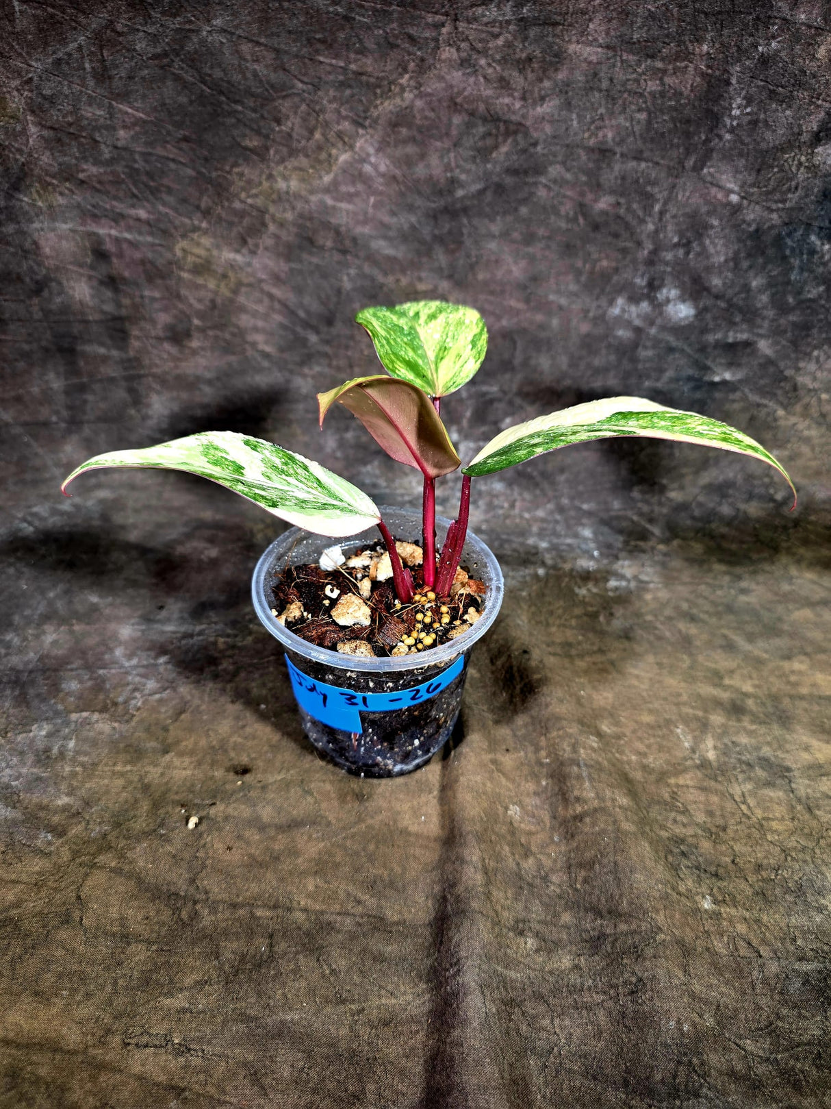 Variegated Philodendron Strawberry Shake - EXACT Plant - (July-31-26)