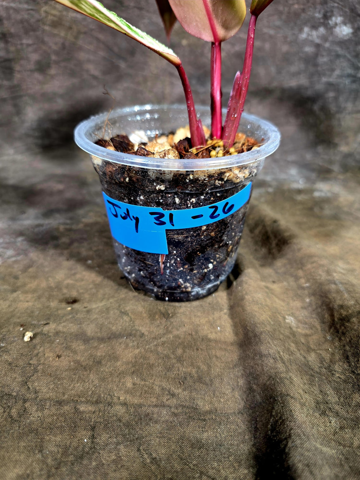 Variegated Philodendron Strawberry Shake - EXACT Plant - (July-31-26)