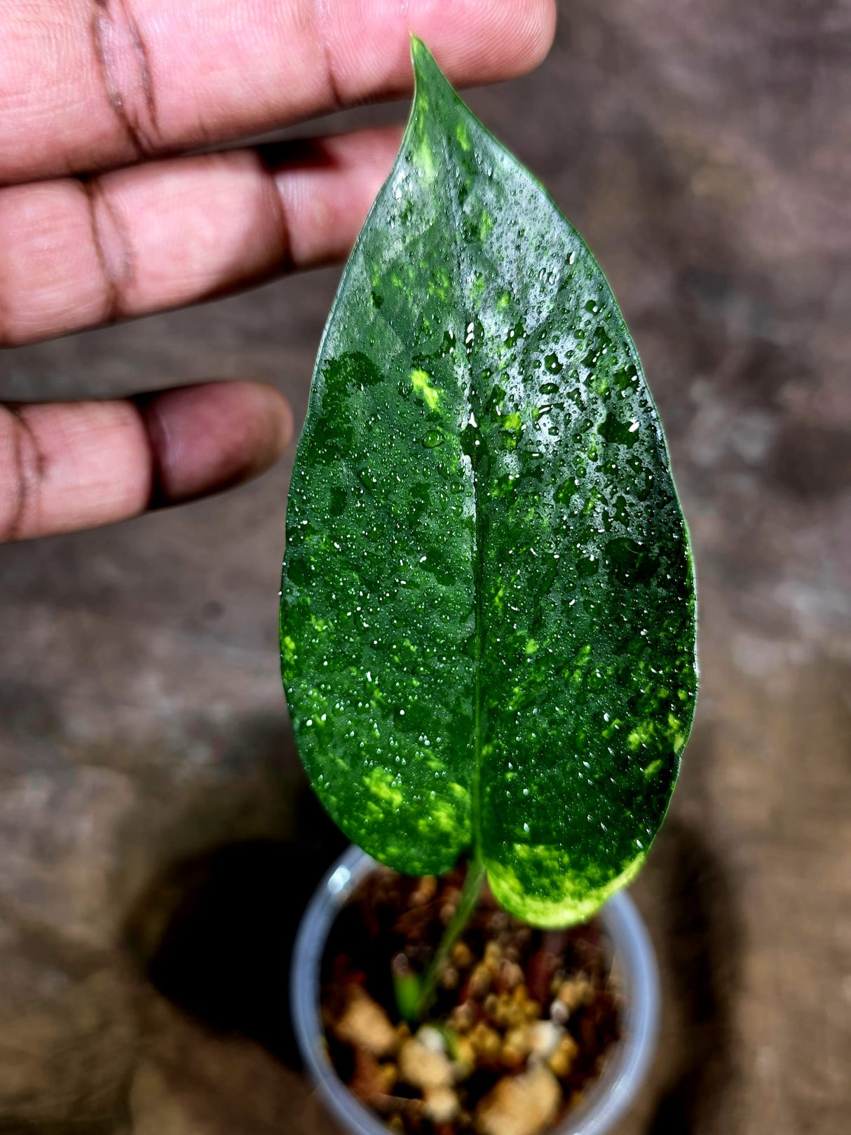 Rare Variegated Golden Flame Epipremnum Pinnatum – Exact Plant – (July-31-28)