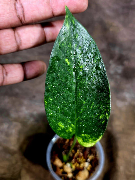 Rare Variegated Golden Flame Epipremnum Pinnatum – Exact Plant – (July-31-28)