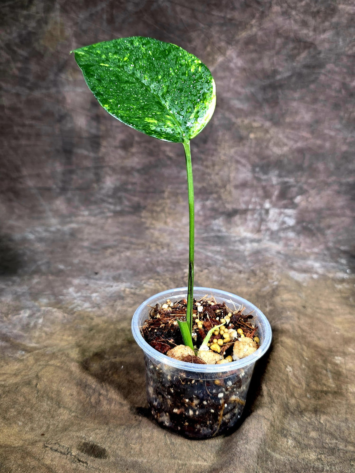 Rare Variegated Golden Flame Epipremnum Pinnatum – Exact Plant – (July-31-28)