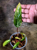 Variegated Philodendron Strawberry Shake - EXACT Plant - (July-31-29)